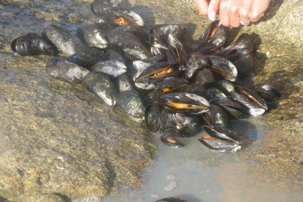 mussels